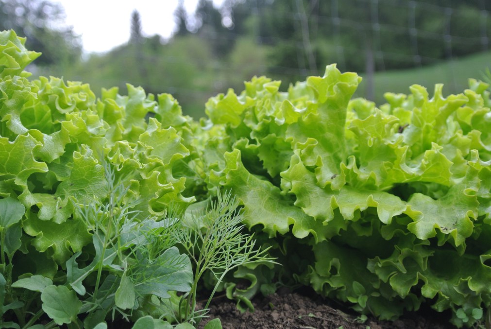 Solate CELOLETNA VZGOJA SOLATE | semina