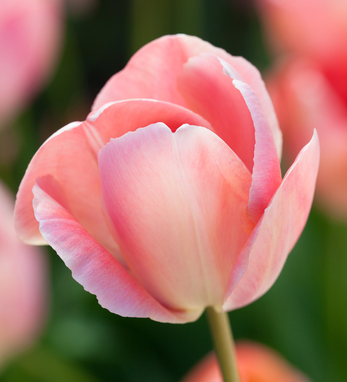 Tulipan Mystic van Eyck (10) | semina