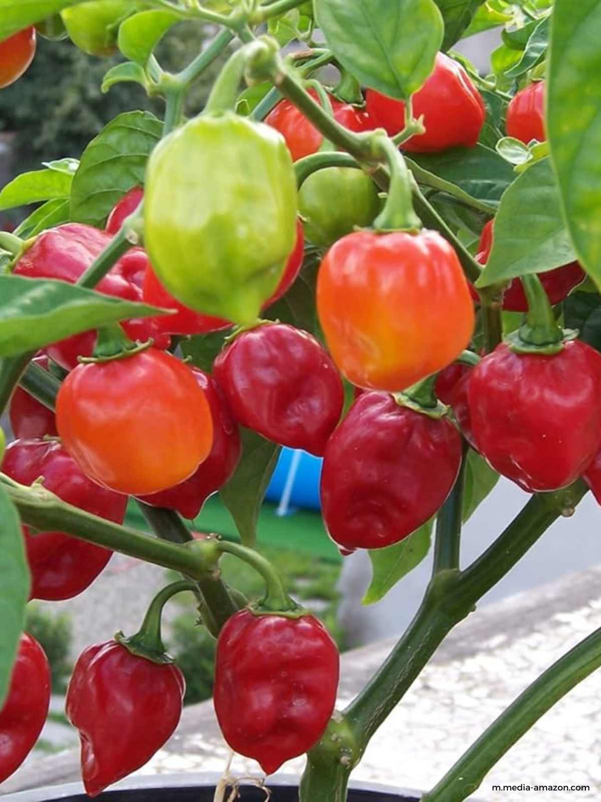 VZGOJA ČILIJEV | semina