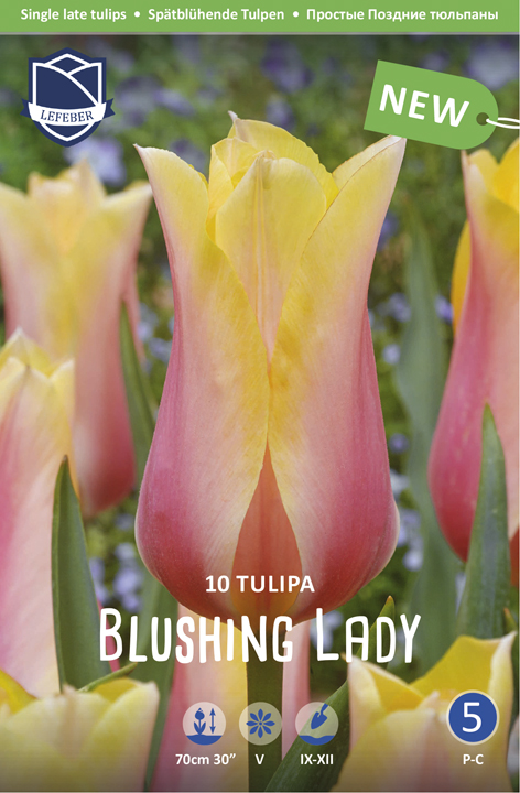 Tulipan Blushing Lady (10) | semina